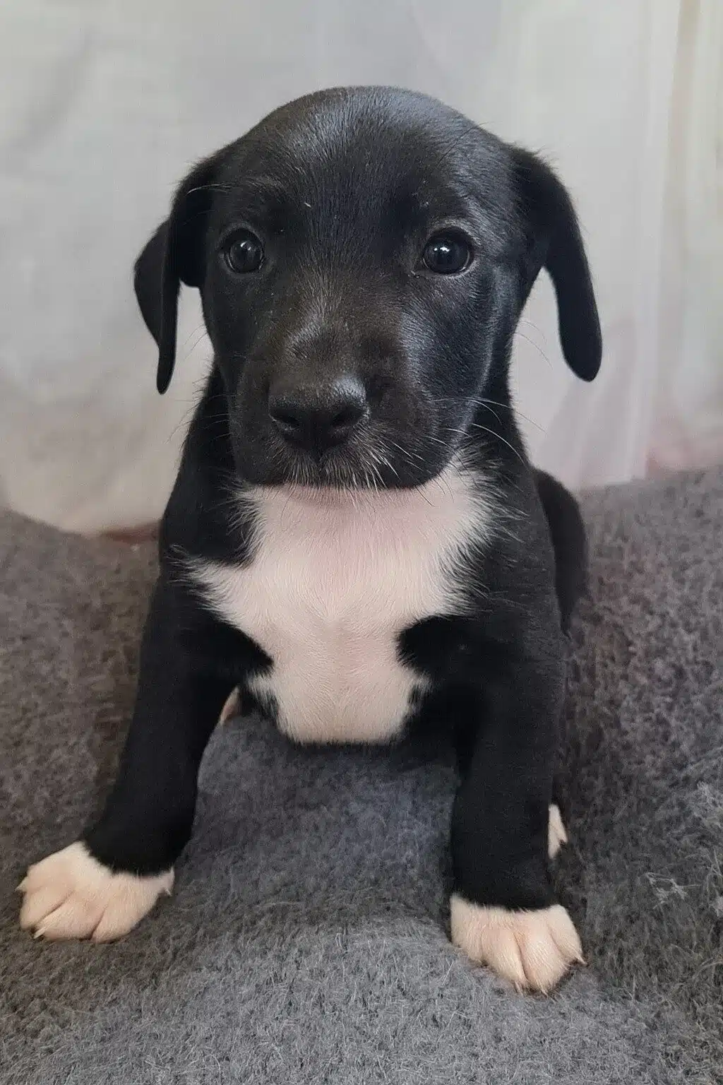 Cachorrito tierno en primer plano