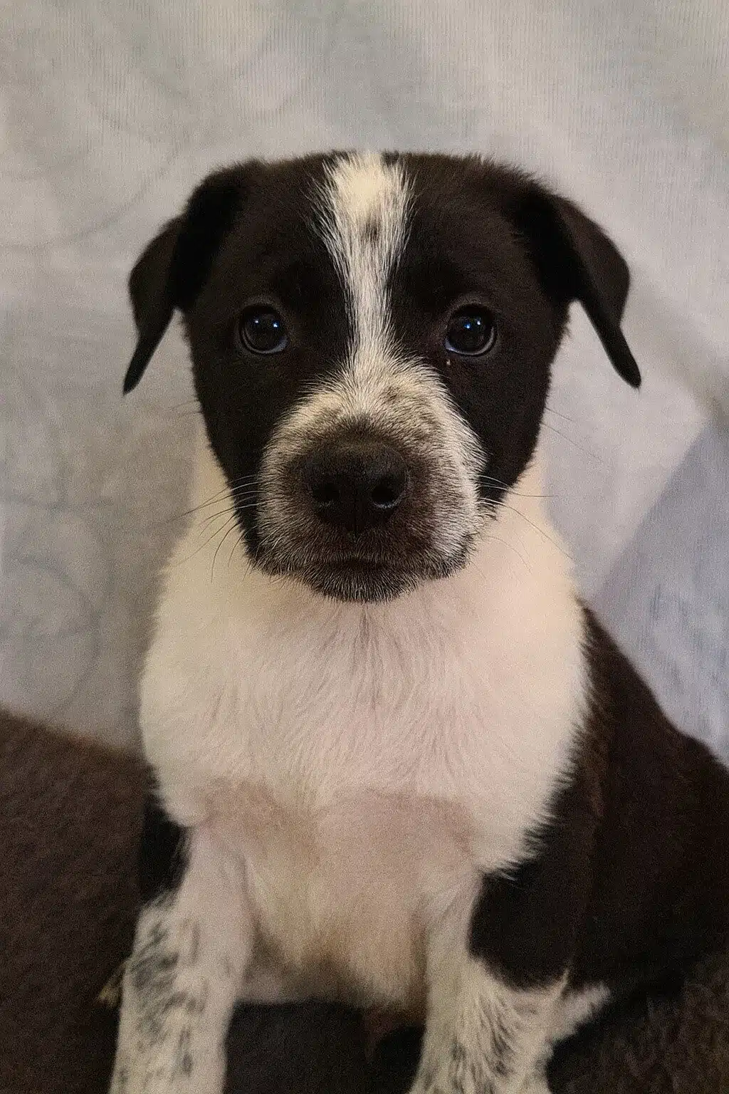 Cachorro de pelaje negro y blanco