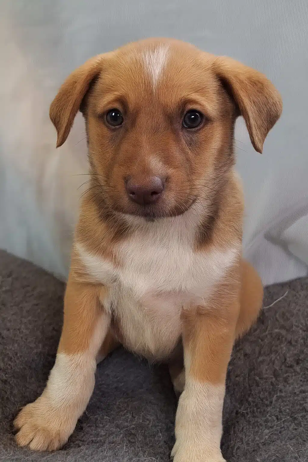 Cachorro tierno en descanso