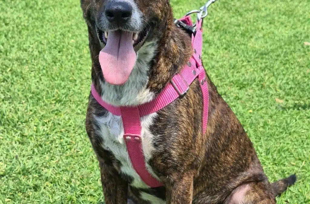 NOVA