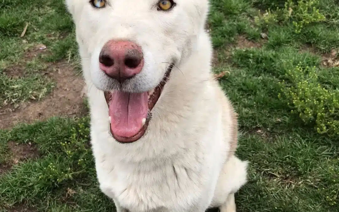 PERLA