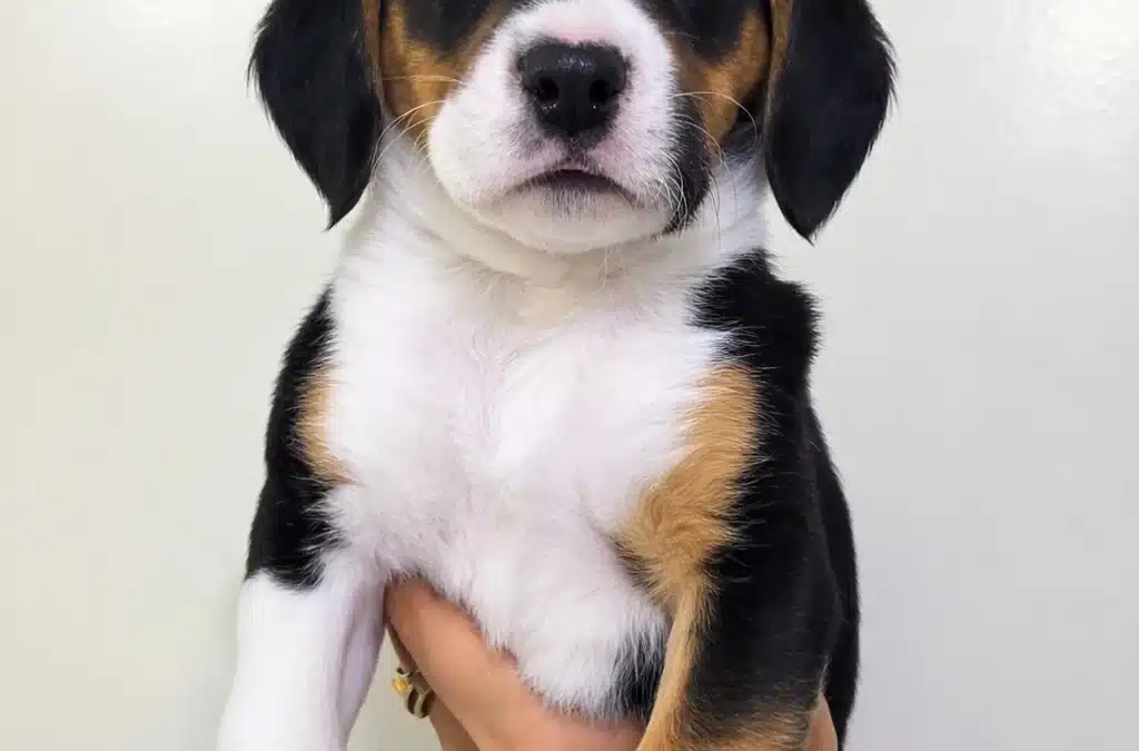 PIÑITO