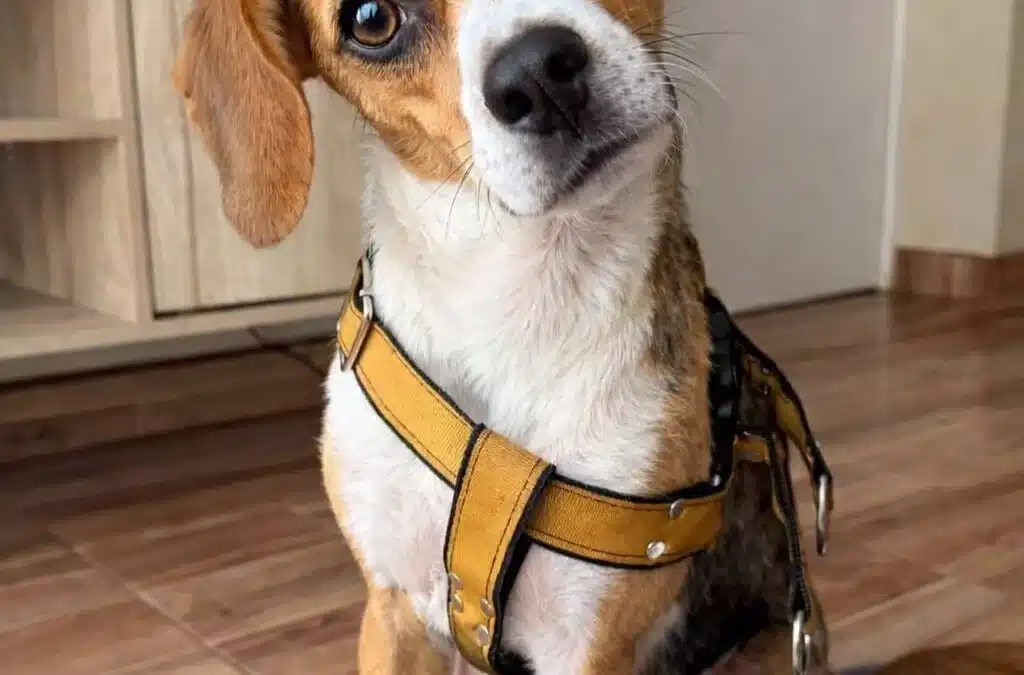 DAKOTA