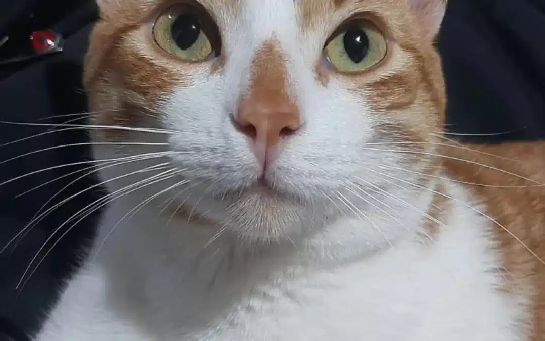 FENIX