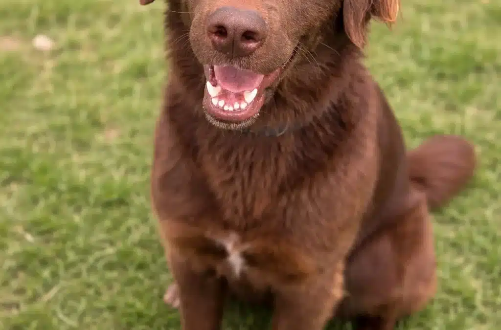COCOA