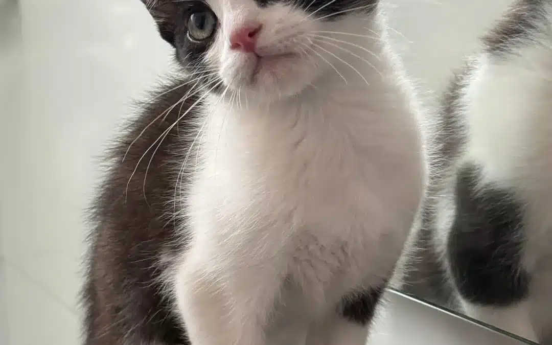 GAZPI