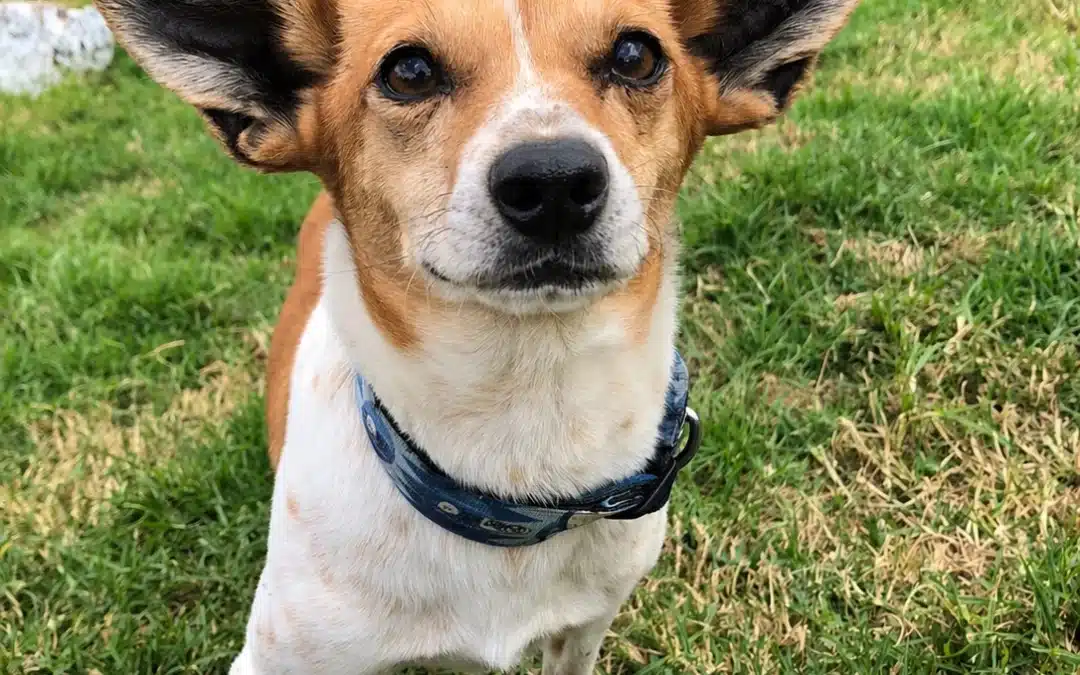 SHAGGY
