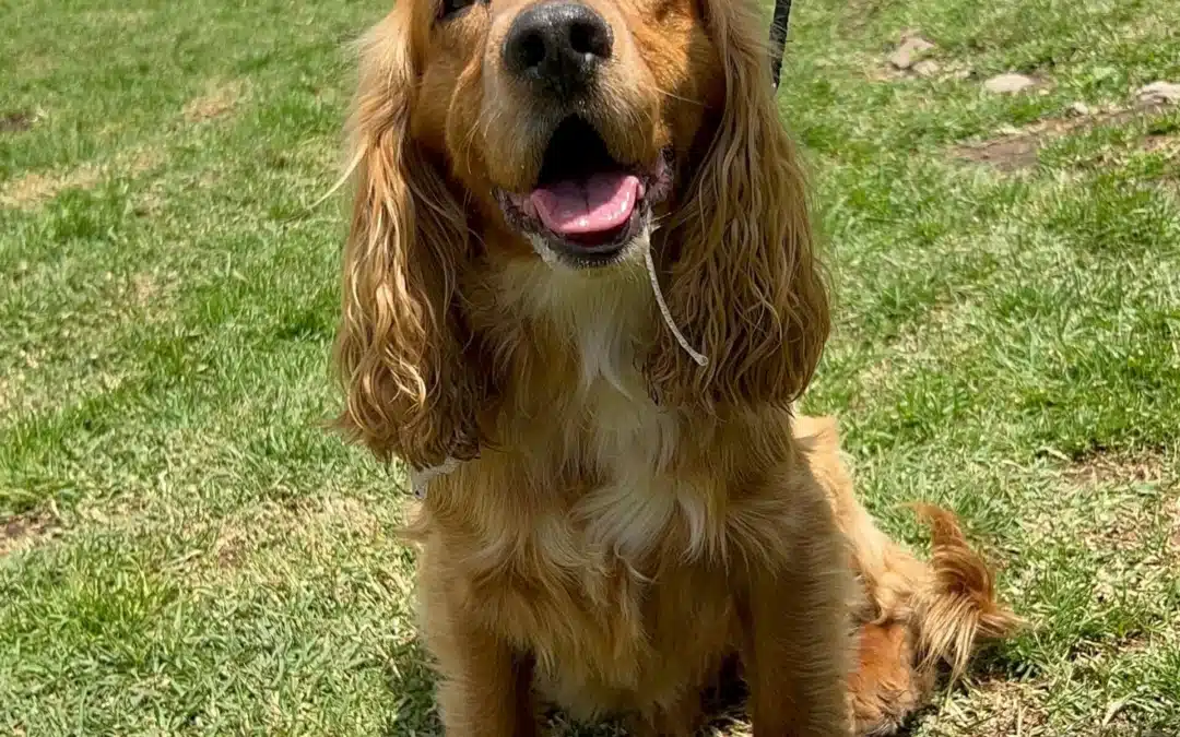 BRUNO