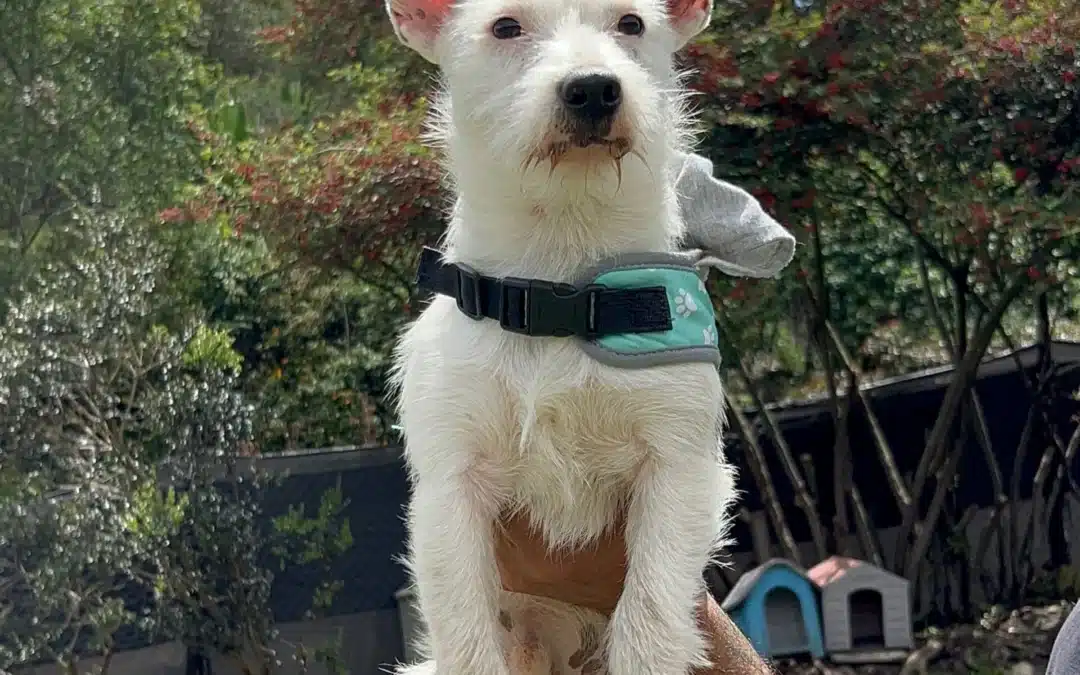 AJAX