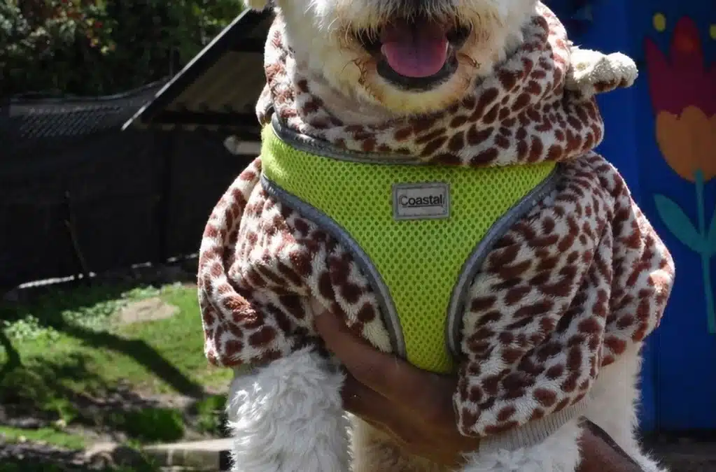 COPITO