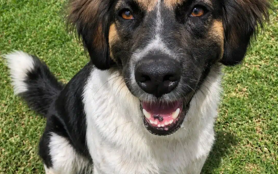 BELLA