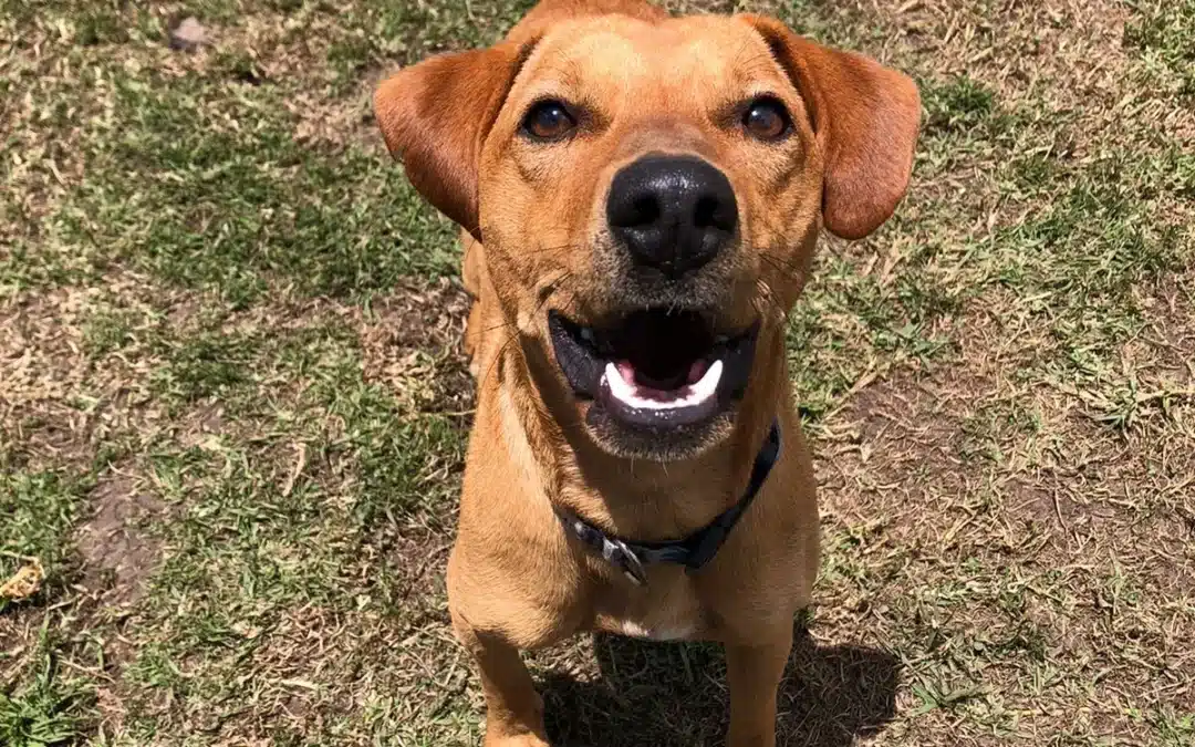 Scooby
