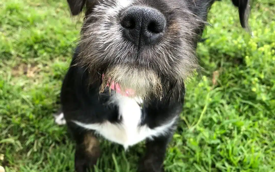 LUA