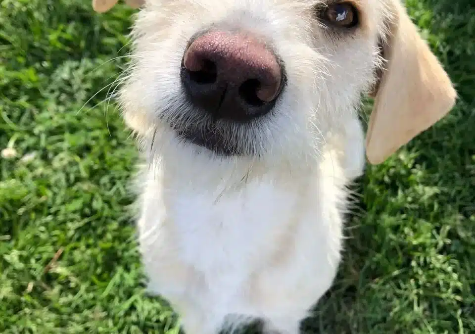 LU