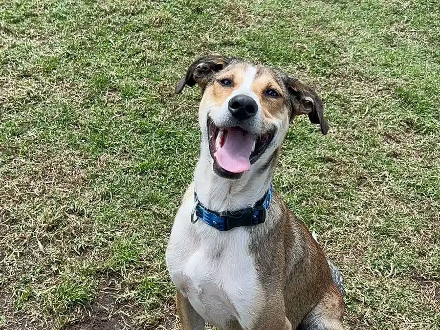 MARGARITO