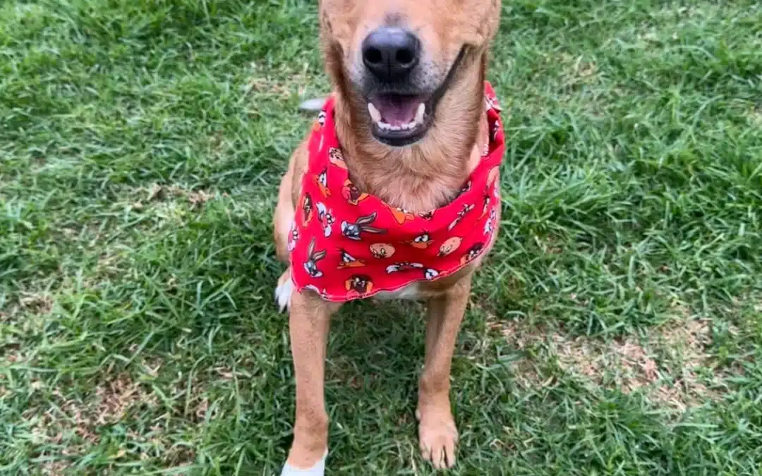 TOÑO