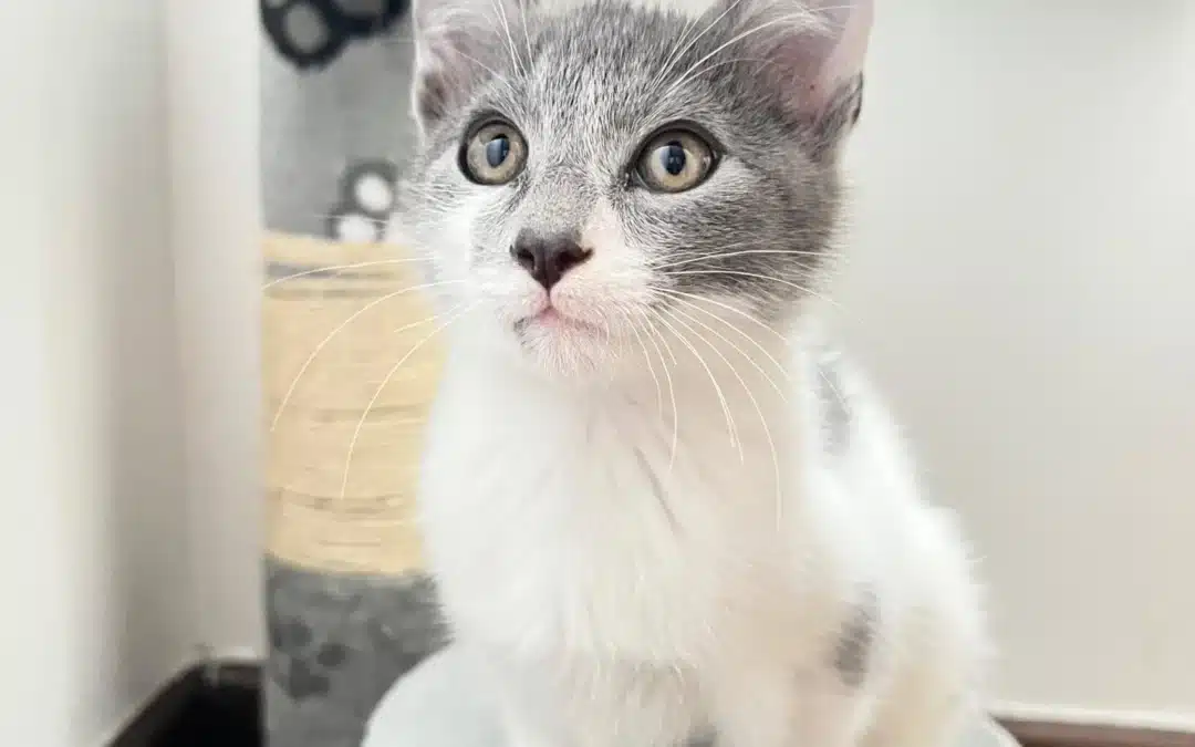 ENRIQUE